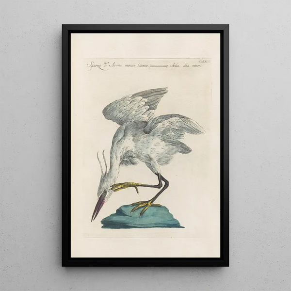 Ornithologia methodice digesta Pl405 - Saverio Manetti — oprawiony obraz na ścianie