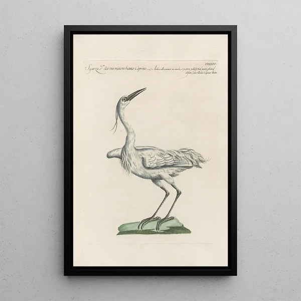 Ornithologia methodice digesta Pl406 - Saverio Manetti — oprawiony obraz na ścianie