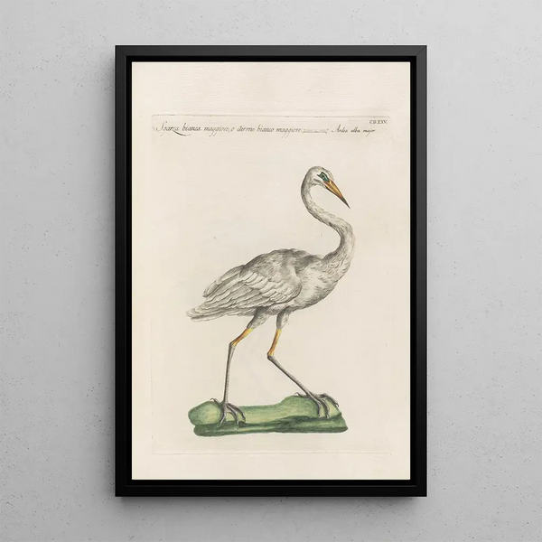 Ornithologia methodice digesta Pl407 - Saverio Manetti — oprawiony obraz na ścianie
