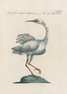 Ornithologia methodice digesta Pl408 - Saverio Manetti — widok dzieła