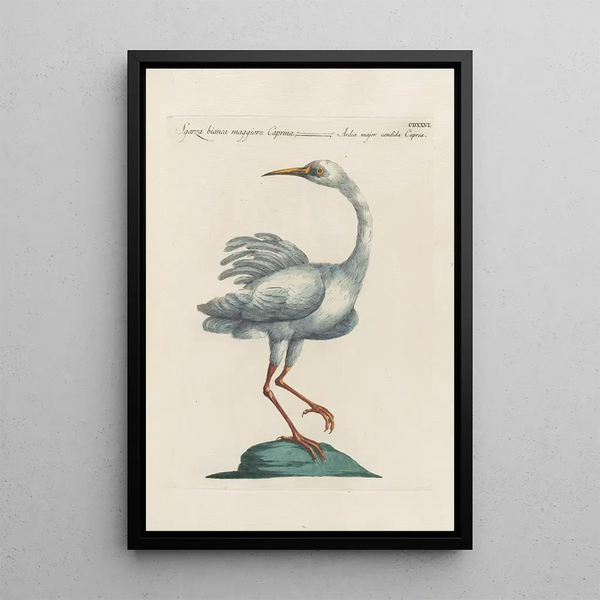 Ornithologia methodice digesta Pl408 - Saverio Manetti — oprawiony obraz na ścianie