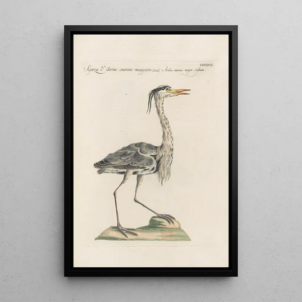 Ornithologia methodice digesta Pl409 - Saverio Manetti — oprawiony obraz na ścianie
