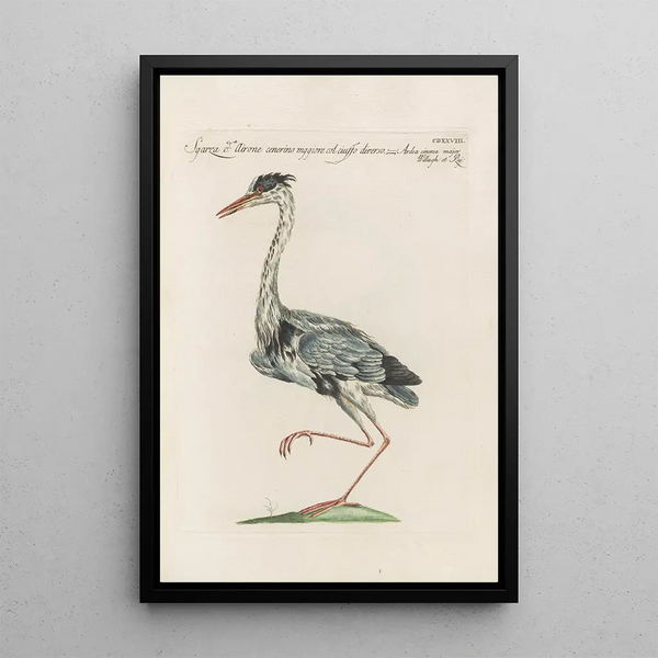 Ornithologia methodice digesta Pl410 - Saverio Manetti — oprawiony obraz na ścianie