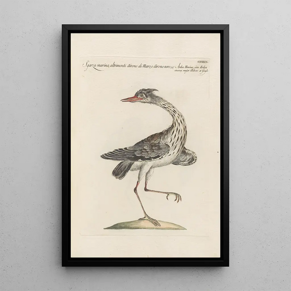 Ornithologia methodice digesta Pl411 - Saverio Manetti — oprawiony obraz na ścianie