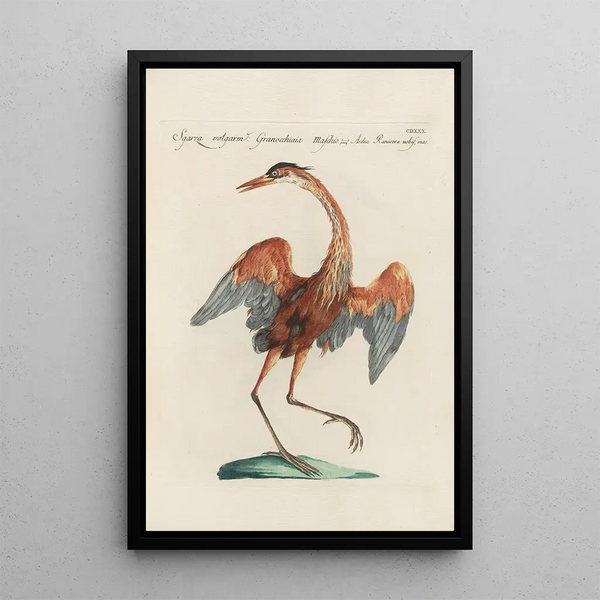 Ornithologia methodice digesta Pl412 - Saverio Manetti — oprawiony obraz na ścianie