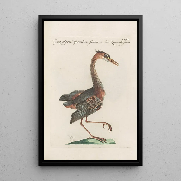 Ornithologia methodice digesta Pl413 - Saverio Manetti — oprawiony obraz na ścianie