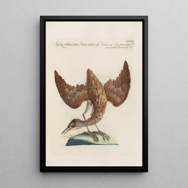 Ornithologia methodice digesta Pl414 - Saverio Manetti — oprawiony obraz na ścianie