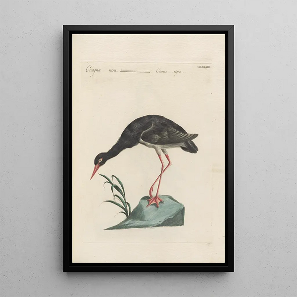 Ornithologia methodice digesta Pl415 - Saverio Manetti — oprawiony obraz na ścianie