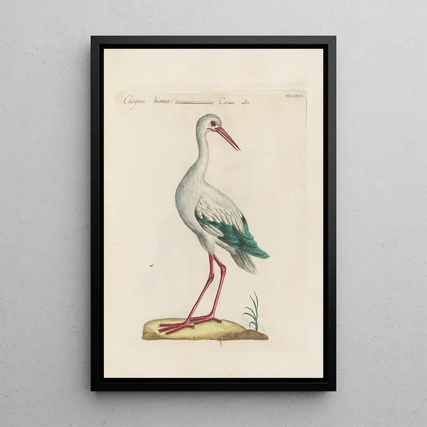 Ornithologia methodice digesta Pl416 - Saverio Manetti — oprawiony obraz na ścianie
