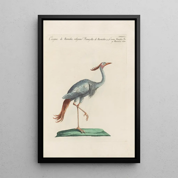 Ornithologia methodice digesta Pl417 - Saverio Manetti — oprawiony obraz na ścianie