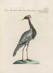 Ornithologia methodice digesta Pl418 - Saverio Manetti — widok dzieła