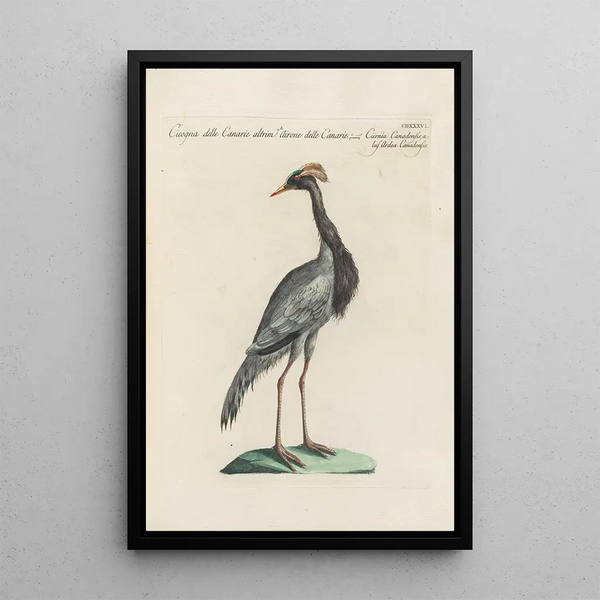 Ornithologia methodice digesta Pl418 - Saverio Manetti — oprawiony obraz na ścianie