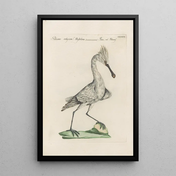 Ornithologia methodice digesta Pl419 - Saverio Manetti — oprawiony obraz na ścianie