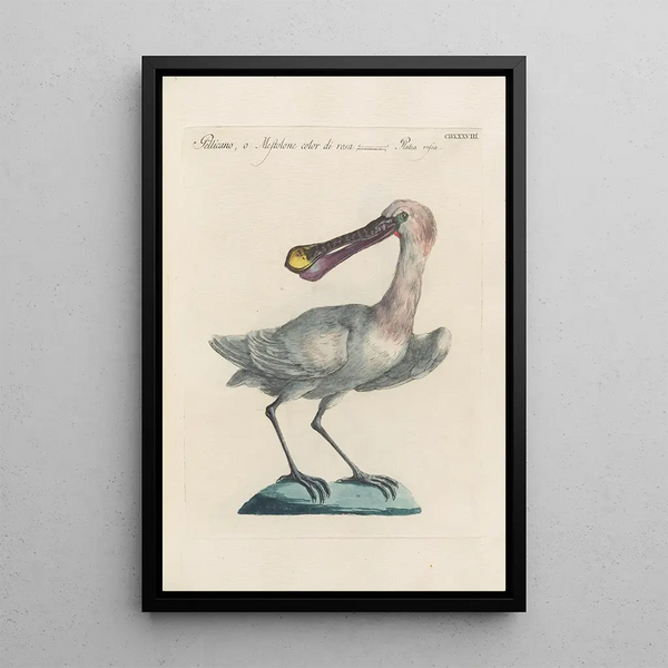 Ornithologia methodice digesta Pl420 - Saverio Manetti — oprawiony obraz na ścianie