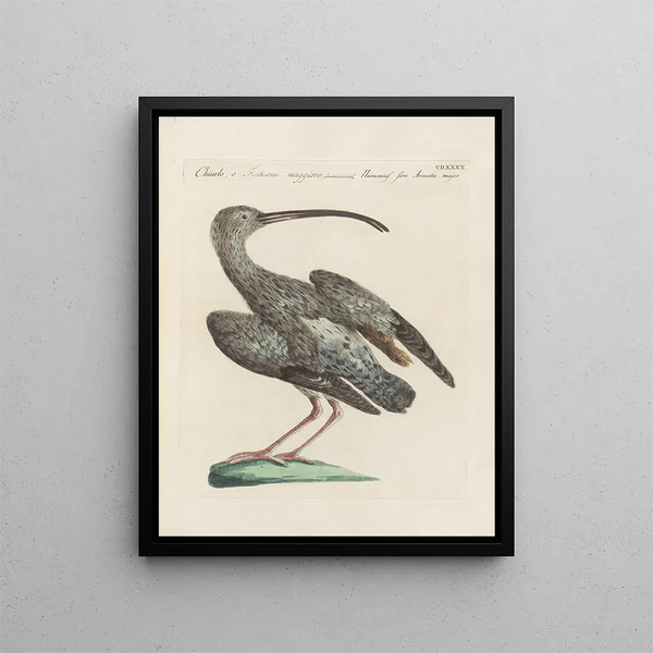 L'ornithologie a méthodiquement digéré Pl422 - Saverio Manetti — oprawiony obraz na ścianie