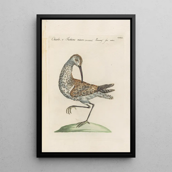 Ornithologia methodice digesta Pl423 - Saverio Manetti — oprawiony obraz na ścianie