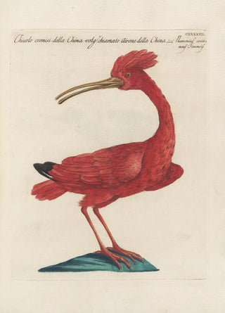 Saverio Manetti - Ornithologia methodice digesta Pl424.webp