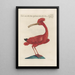 Ornithologia methodice digesta Pl424 - Saverio Manetti — oprawiony obraz na ścianie