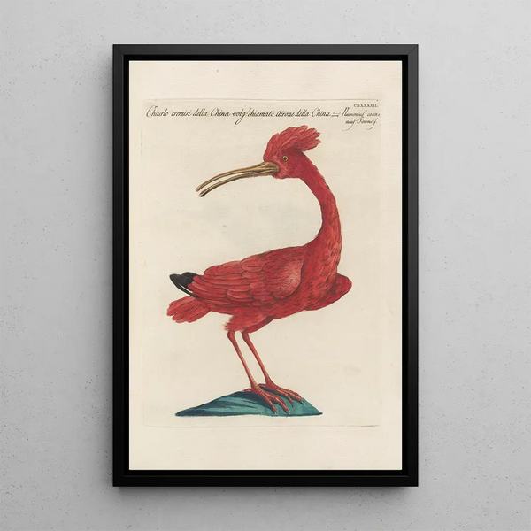 Ornithologia methodice digesta Pl424 - Saverio Manetti — oprawiony obraz na ścianie