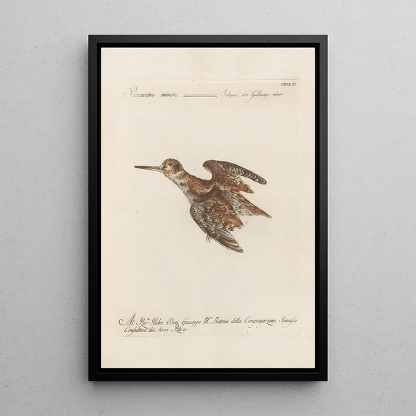 Ornithologia methodice digesta Pl425 - Saverio Manetti — oprawiony obraz na ścianie