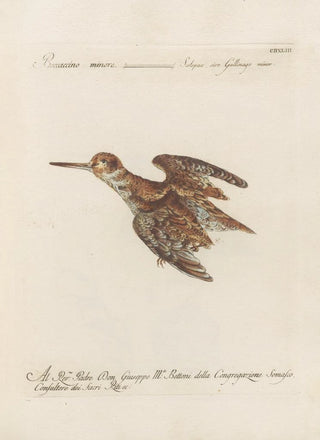Saverio Manetti - Ornithologia methodice digesta Pl425.webp