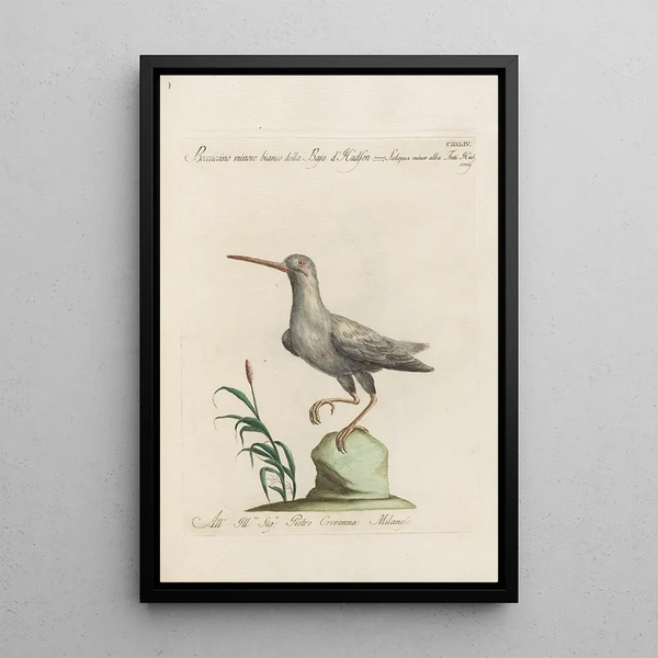 Ornithologia methodice digesta Pl426 - Saverio Manetti — oprawiony obraz na ścianie
