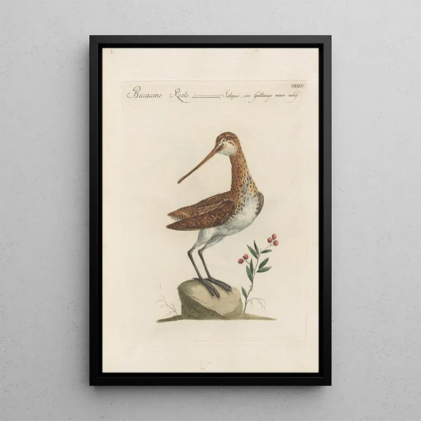 Ornithologia methodice digesta Pl427 - Saverio Manetti — oprawiony obraz na ścianie