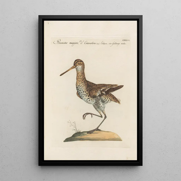 Ornithologia methodice digesta Pl428 - Saverio Manetti — oprawiony obraz na ścianie