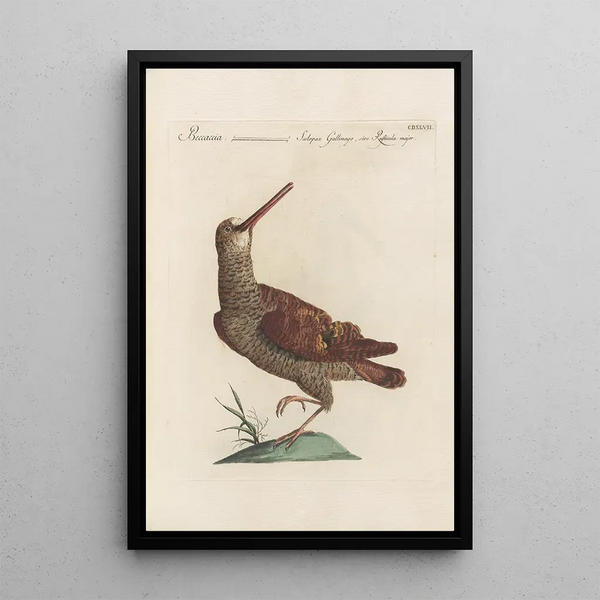Ornithologia methodice digesta Pl429 - Saverio Manetti — oprawiony obraz na ścianie