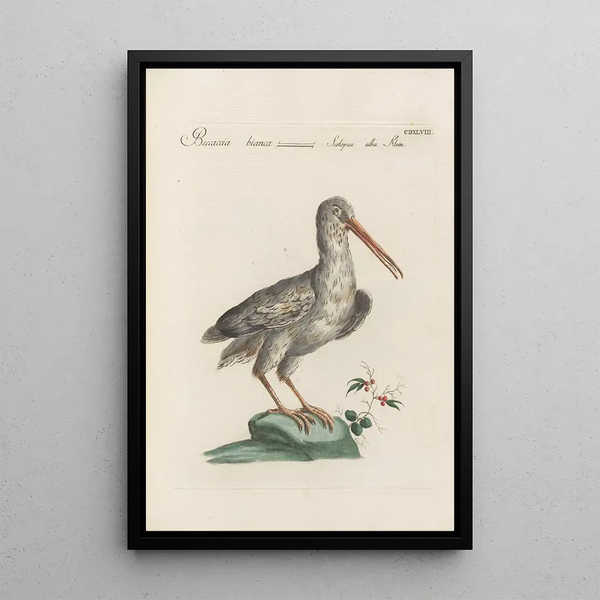 Ornithologia methodice digesta Pl430 - Saverio Manetti — oprawiony obraz na ścianie