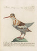Ornithologia methodice digesta Pl431 - Saverio Manetti — widok dzieła
