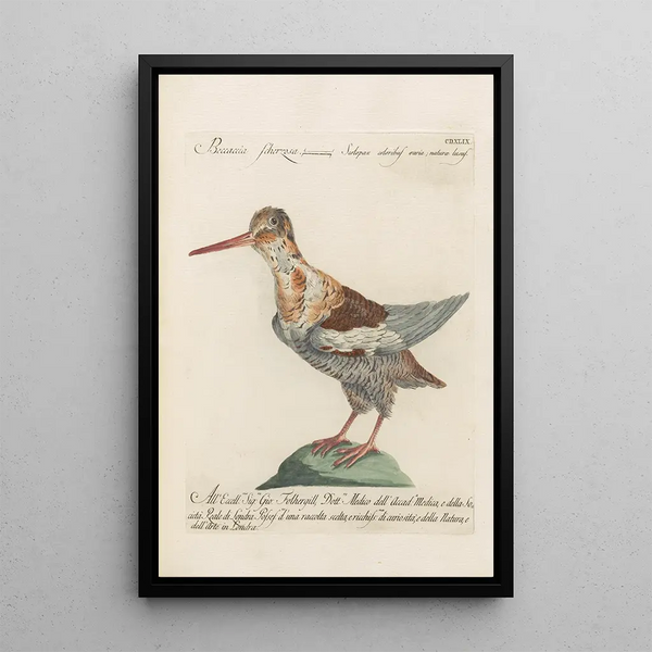 Ornithologia methodice digesta Pl431 - Saverio Manetti — oprawiony obraz na ścianie