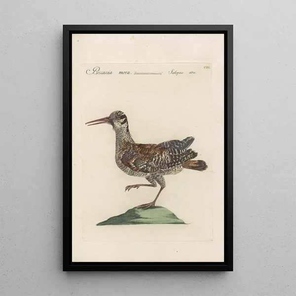 Ornithologia methodice digesta Pl432 - Saverio Manetti — oprawiony obraz na ścianie
