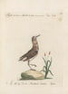 Ornithologia methodice digesta Pl433 - Saverio Manetti — widok dzieła