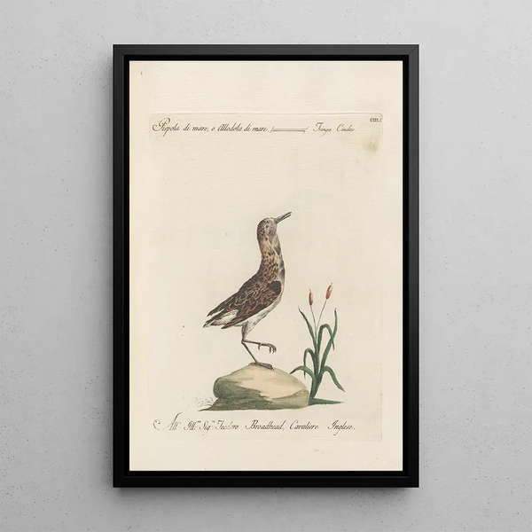 Ornithologia methodice digesta Pl433 - Saverio Manetti — oprawiony obraz na ścianie