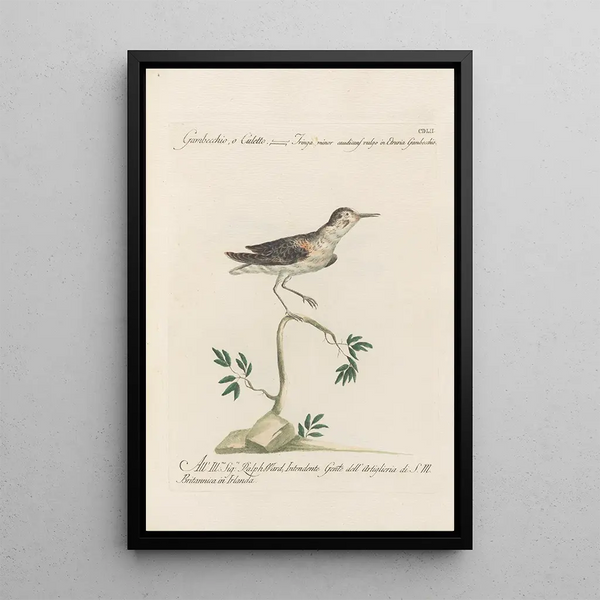 Ornithologia methodice digesta Pl434 - Saverio Manetti — oprawiony obraz na ścianie
