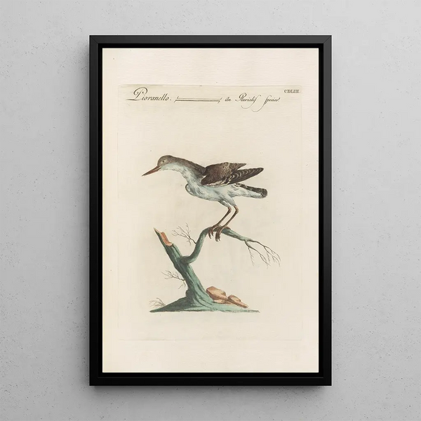 Ornithologia methodice digesta Pl435 - Saverio Manetti — oprawiony obraz na ścianie