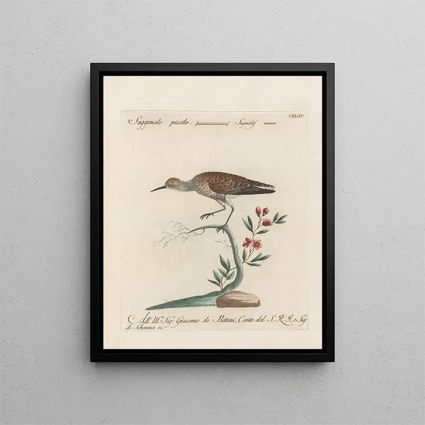 L'ornithologie a méthodiquement digéré Pl436 - Saverio Manetti — oprawiony obraz na ścianie