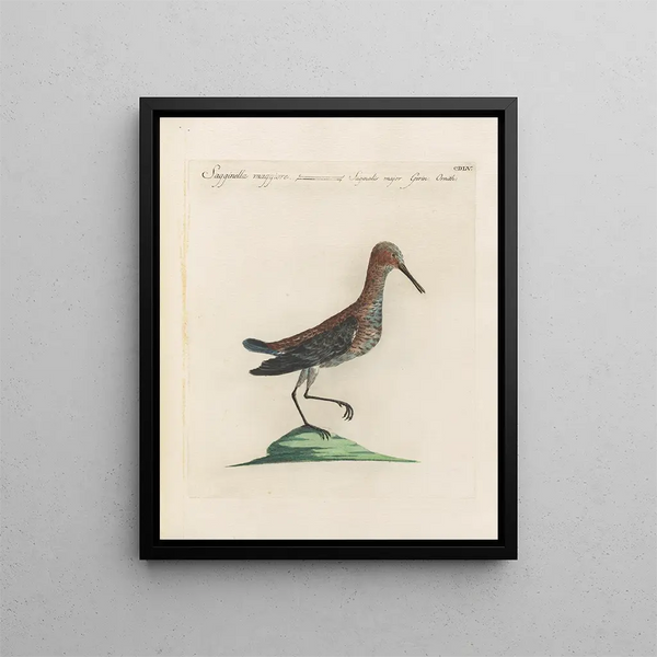 L'ornithologie a méthodiquement digéré Pl437 - Saverio Manetti — oprawiony obraz na ścianie