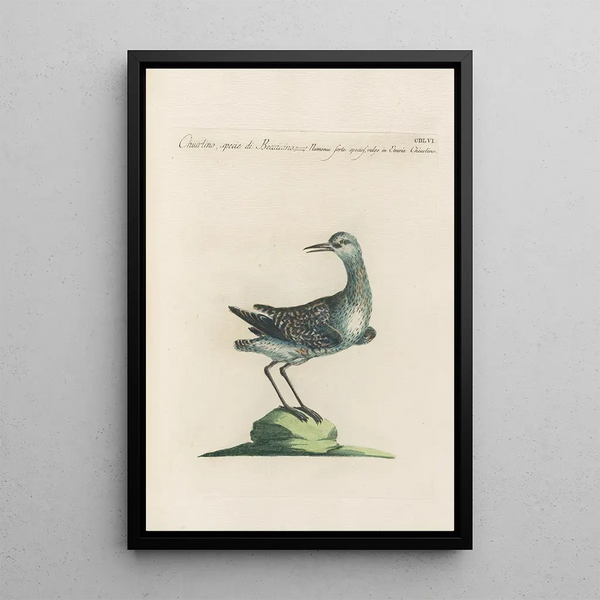 Ornithologia methodice digesta Pl438 - Saverio Manetti — oprawiony obraz na ścianie