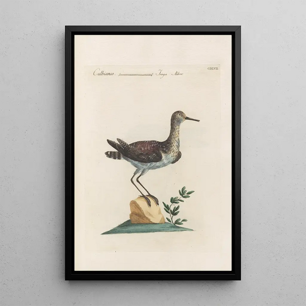 Ornithologia methodice digesta Pl439 - Saverio Manetti — oprawiony obraz na ścianie