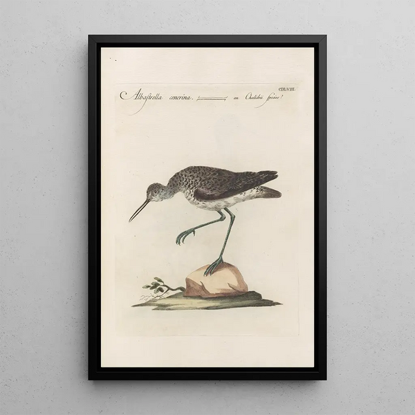 Ornithologia methodice digesta Pl440 - Saverio Manetti — oprawiony obraz na ścianie
