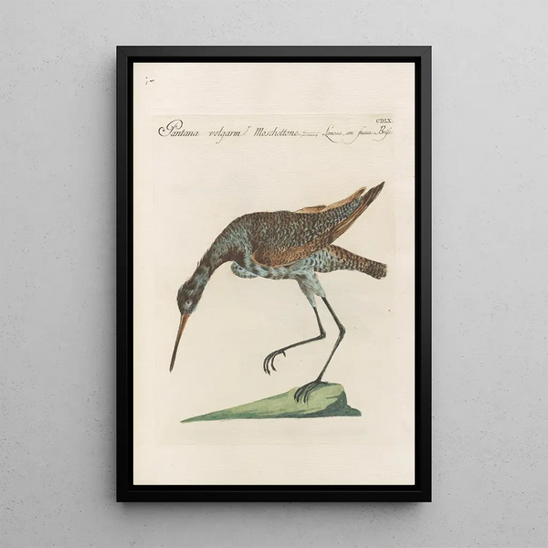 Ornithologia methodice digesta Pl442 - Saverio Manetti — oprawiony obraz na ścianie