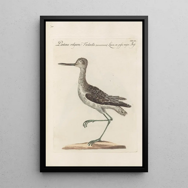 Ornithologia methodice digesta Pl443 - Saverio Manetti — oprawiony obraz na ścianie