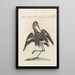 Ornithologia methodice digesta Pl444 - Saverio Manetti — oprawiony obraz na ścianie