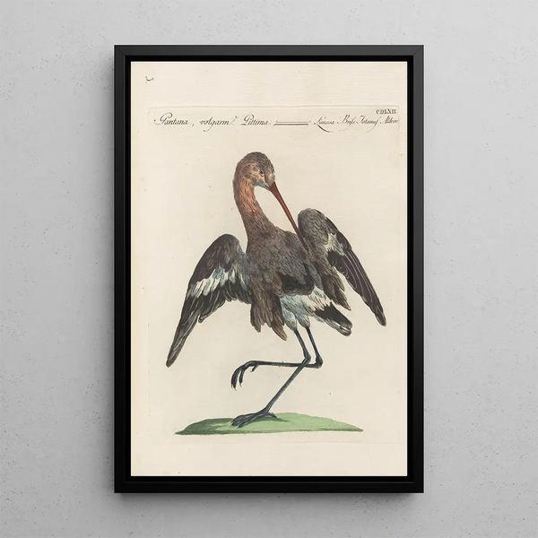 Ornithologia methodice digesta Pl444 - Saverio Manetti — oprawiony obraz na ścianie