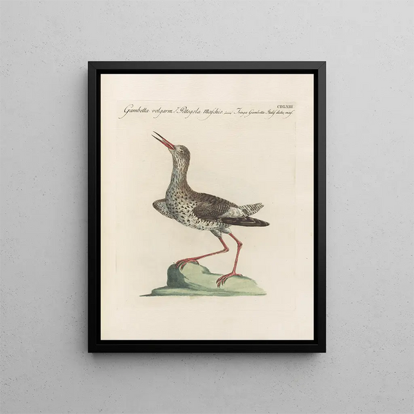L'ornithologie a méthodiquement digéré Pl445 - Saverio Manetti — oprawiony obraz na ścianie