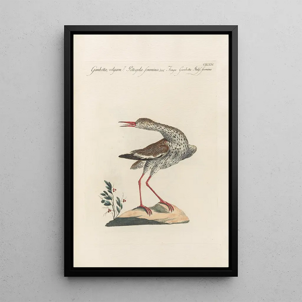 Ornithologia methodice digesta Pl446 - Saverio Manetti — oprawiony obraz na ścianie