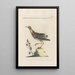 Ornithologia methodice digesta Pl447 - Saverio Manetti — oprawiony obraz na ścianie