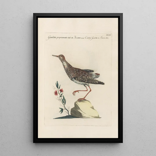 Ornithologia methodice digesta Pl447 - Saverio Manetti — oprawiony obraz na ścianie